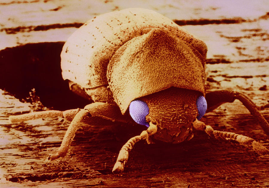 False-colour Sem Of Woodworm Beetle Photograph by Dr. Tony Brain ...