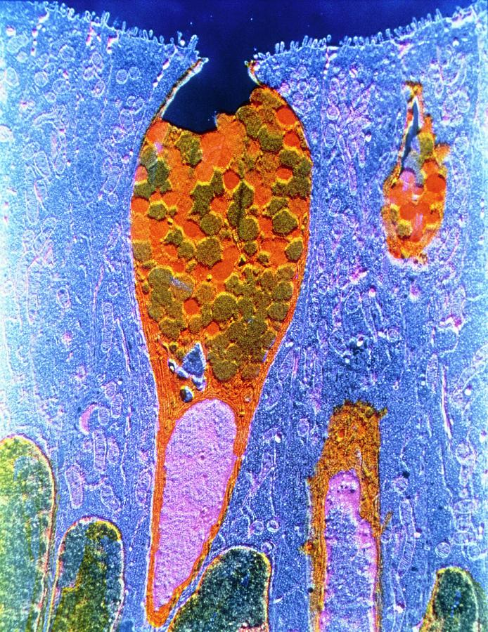 False-colour Tem Of A Duodenal Goblet Cell Photograph by Cnri/science Photo Library