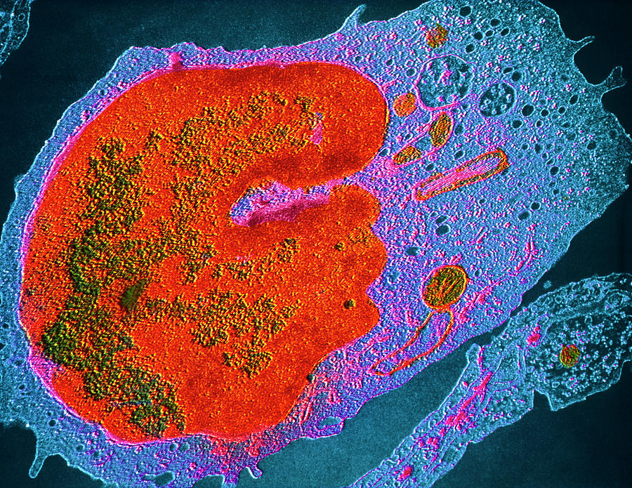 False-colour Tem Of Human Monocyte Photograph by Cnri/science Photo Library