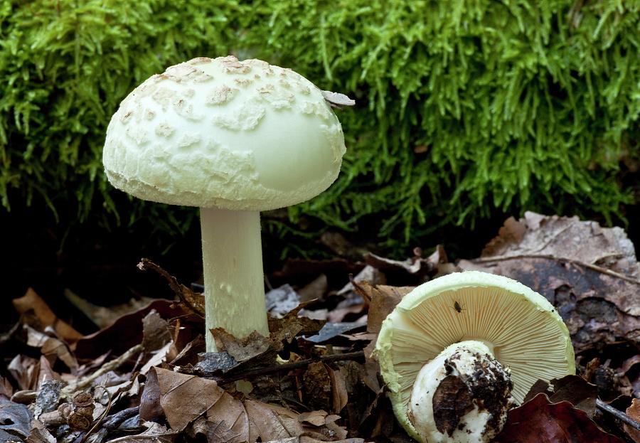 Mushroom Photograph - False Death-cap (amanita Citrina) by Bob Gibbons/science Photo Library