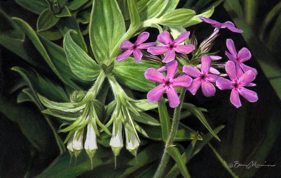 False Gromwell with Prairie Phlox Drawing by Bruce Morrison