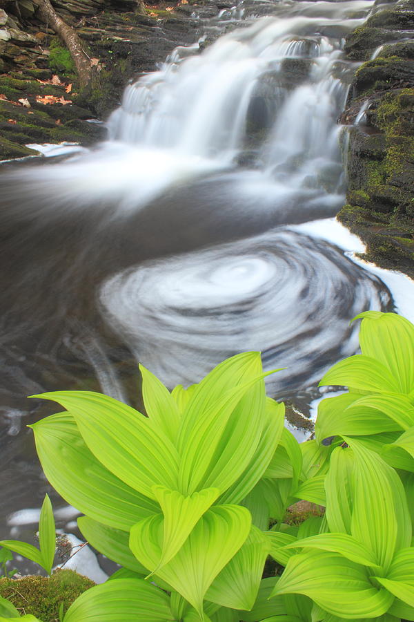 Spring Photograph - False Hellabore and Waterfall by John Burk