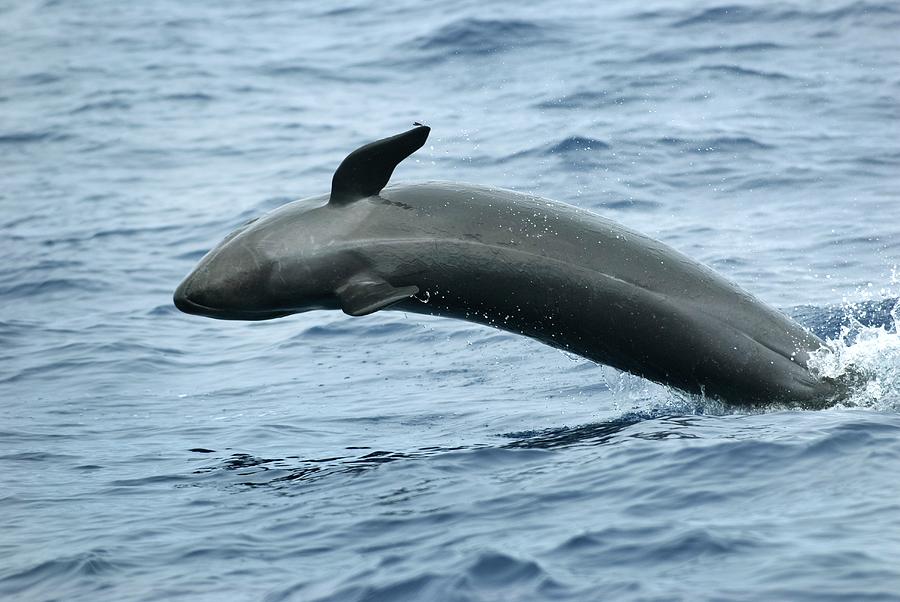 False Killer Whale Photograph by Christopher Swann/science Photo Library