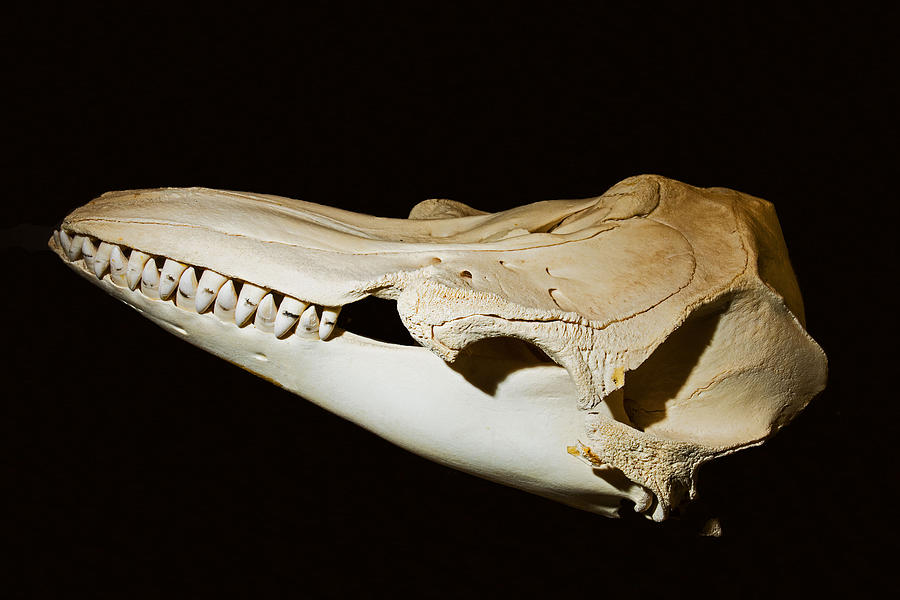 False Killer Whale Skull Photograph by Millard H. Sharp