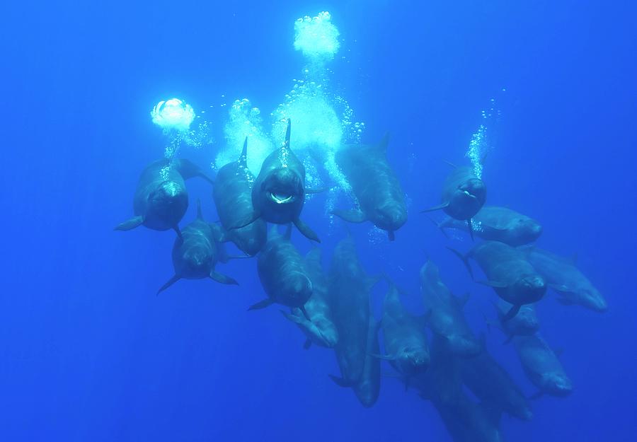 False Killer Whales Photograph by Christopher Swann/science Photo Library