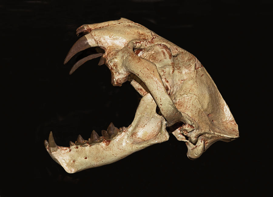 False Saber Tooth Cat Skull Photograph by Millard H. Sharp