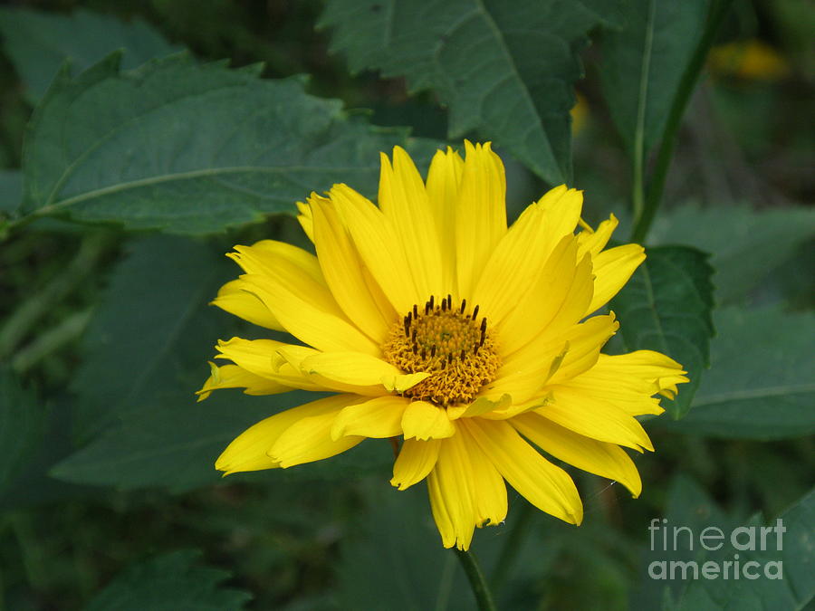 False Sunflower Photograph by DejaVu Designs