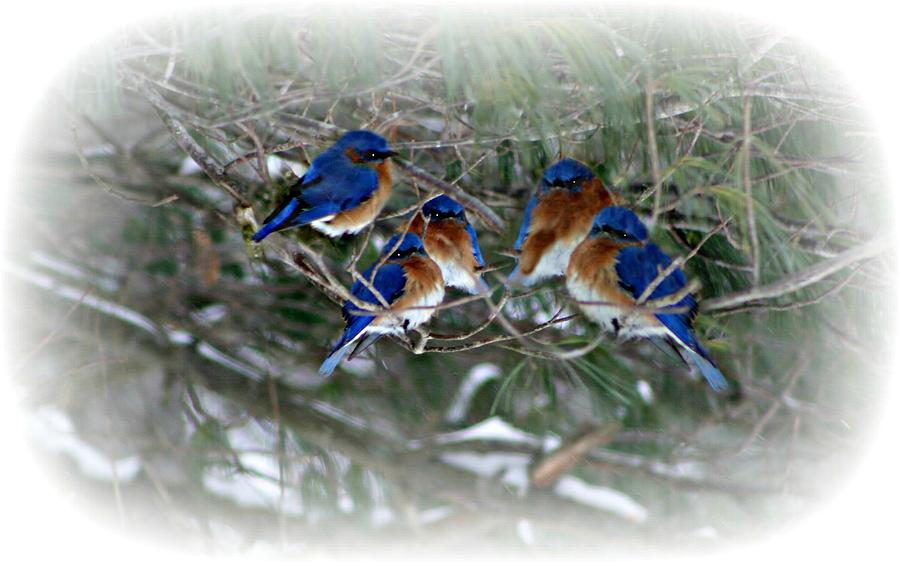 Family Affair Photograph by Barbara S Nickerson