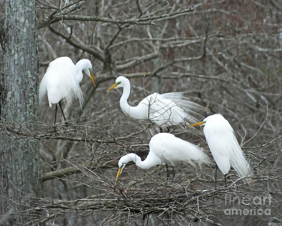 Family Affair Egrets Louisiana Photograph by Lizi Beard-Ward