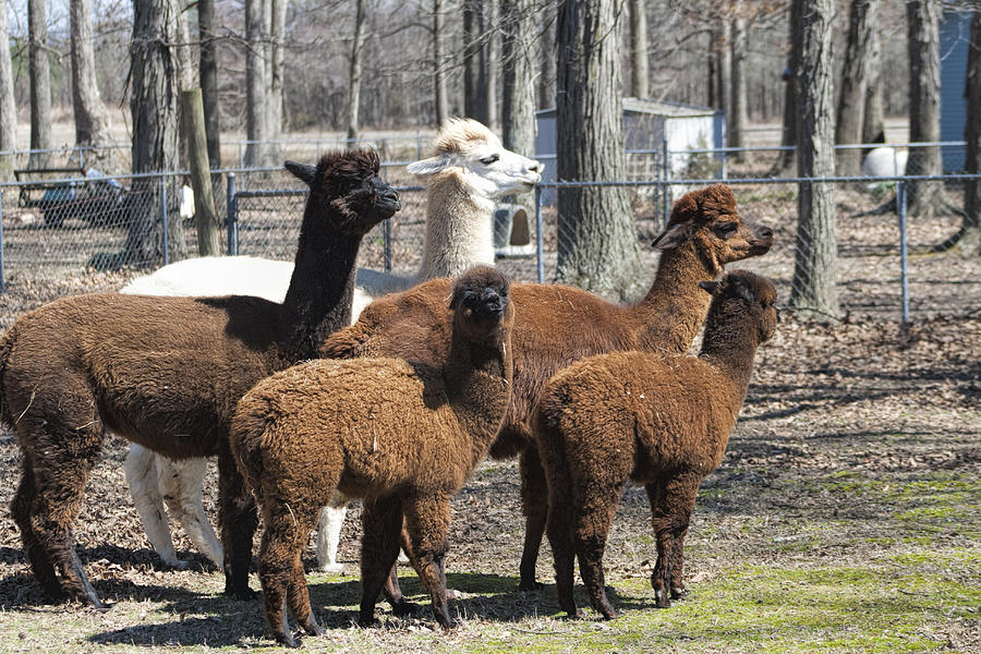 Family Alpaca Group Photograph by Kathy Clark