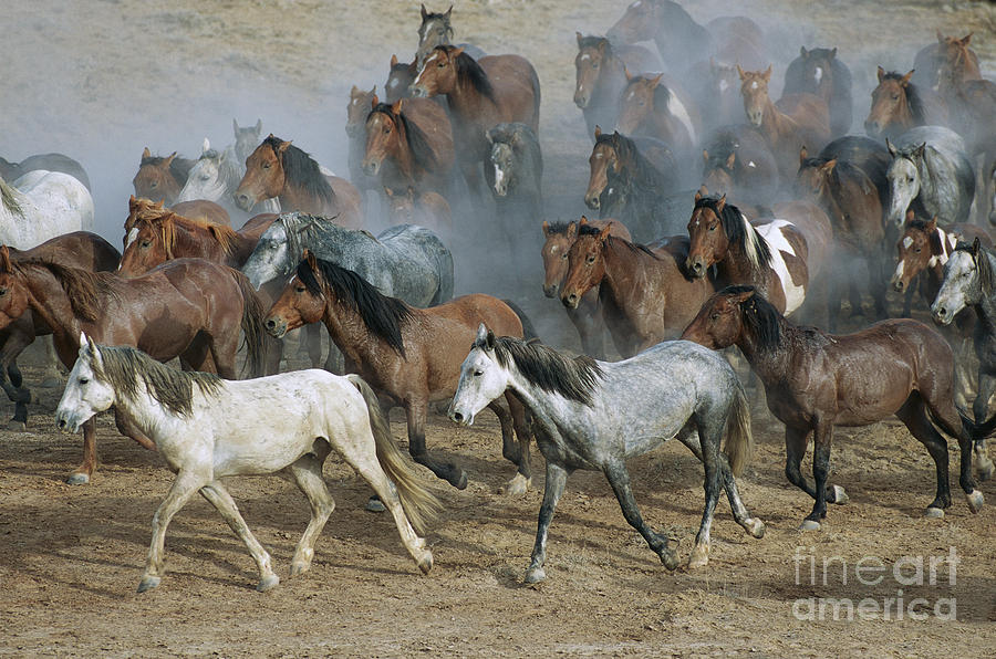 Family Band Of Mustangs  Photograph by Yva Momatiuk and John Eastcott