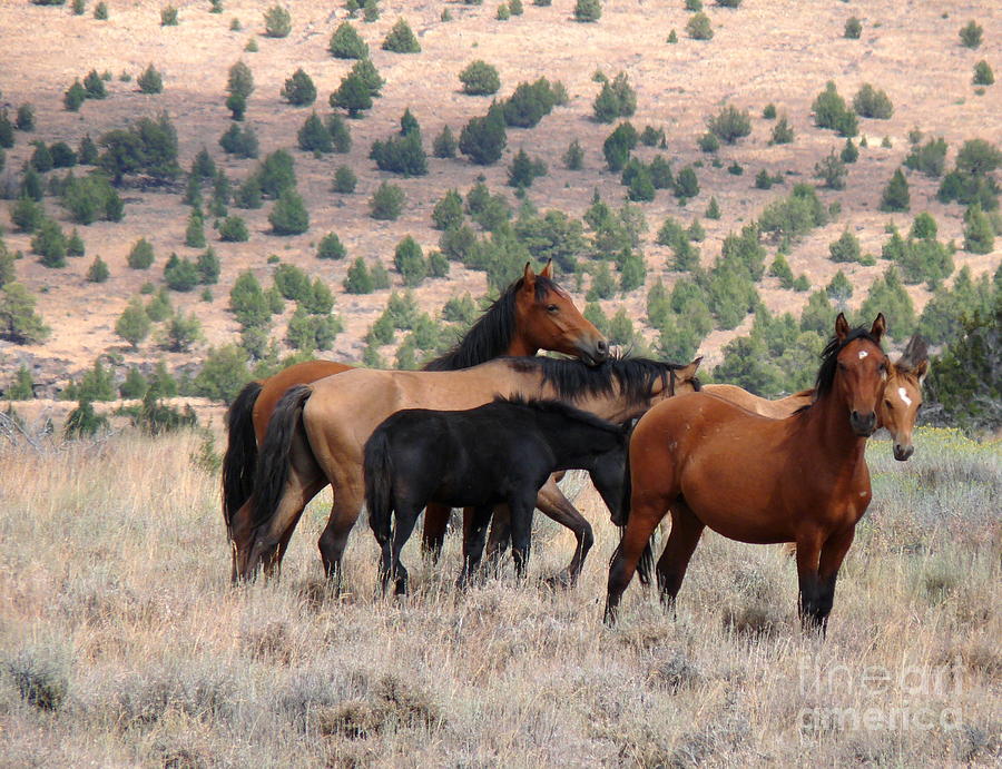 Kiger Mustangs Photograph - Family Band by Rod Giffels