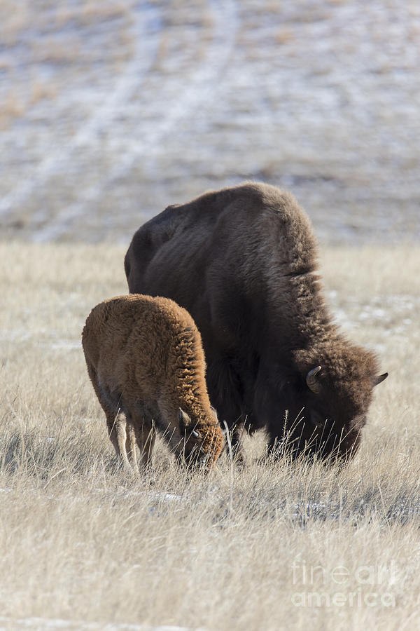 Bison Calf Having A Meal With Its Mother Photograph by Steve Triplett