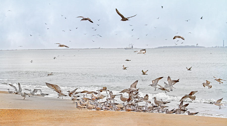 Seagull Photograph - Family Flock  by Betsy Knapp
