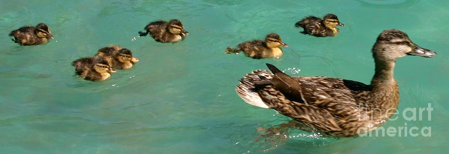Duck Photograph - Family Flotilla 2 by Barbie Corbett-Newmin