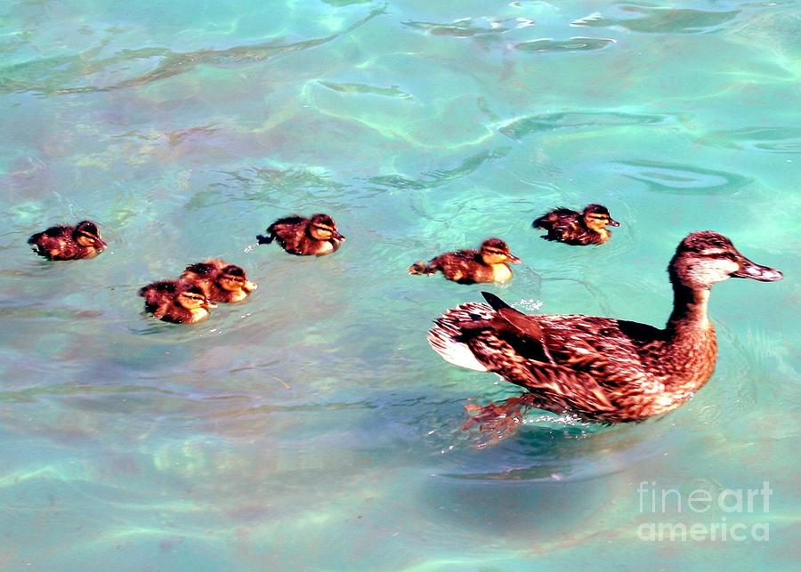 Duck Photograph - Family Flotilla by Barbie Corbett-Newmin