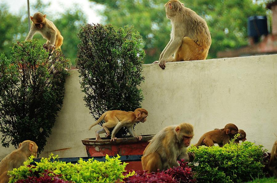 family-get-together-photograph-by-archana-tandon-fine-art-america