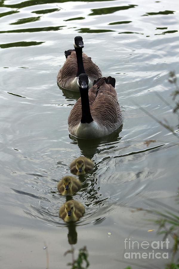 Family Goose Photograph by Jeremy Hayden