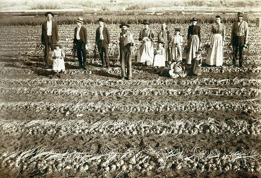Family Harvest Photograph by Underwood Archives