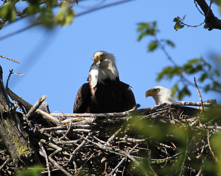 Eagle Photograph - Family lunch by Bruce  Morrell