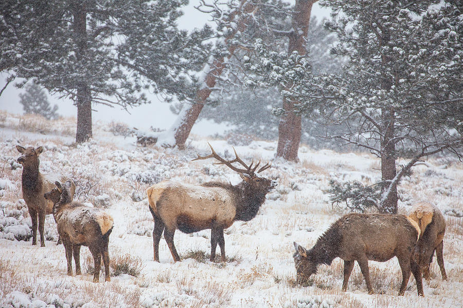 Elk Photograph - Family Man by Darren White