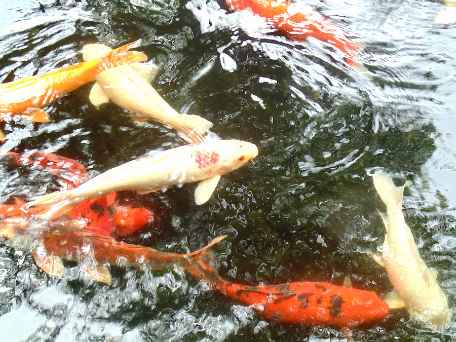 Koi Photograph - Family members 2 by Marcello Cicchini