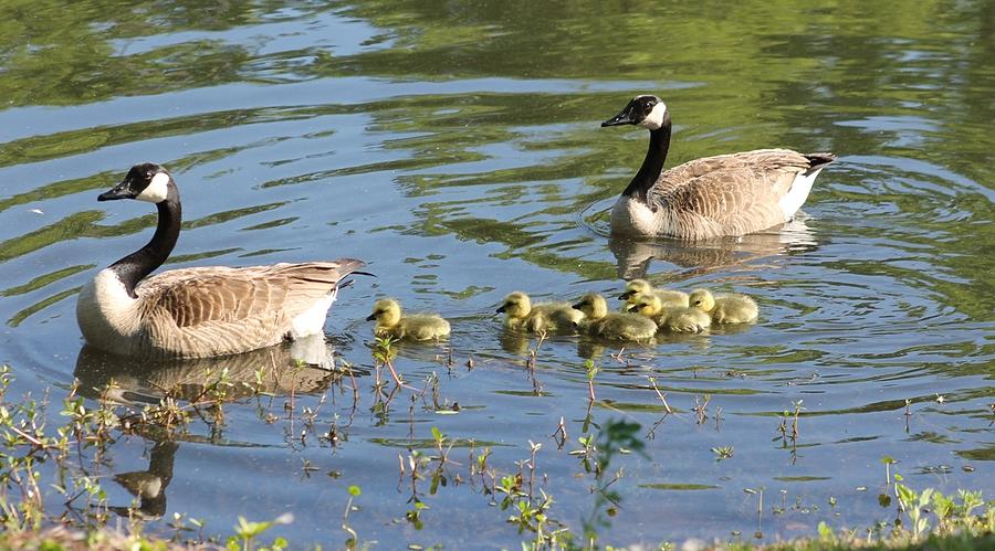Family of Canada Geese Photograph by Jeanne Juhos