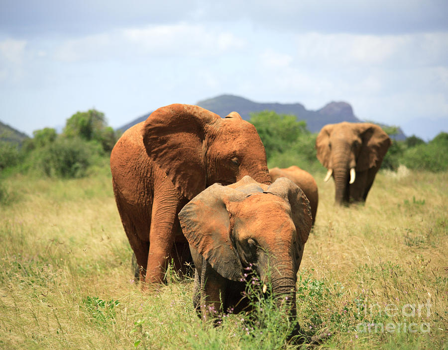 Tree Photograph - Family of elephants by Deborah Benbrook