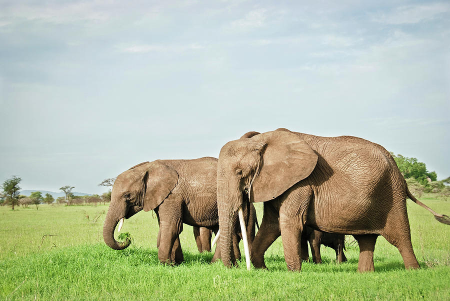 Family Of Elephants Eating Grass In Photograph by Volanthevist