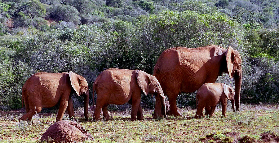 Family of Elephants Photograph by Lynn Bolt