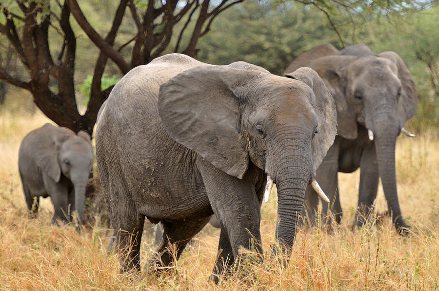 Family of Elephants Photograph by Mark Rasmussen