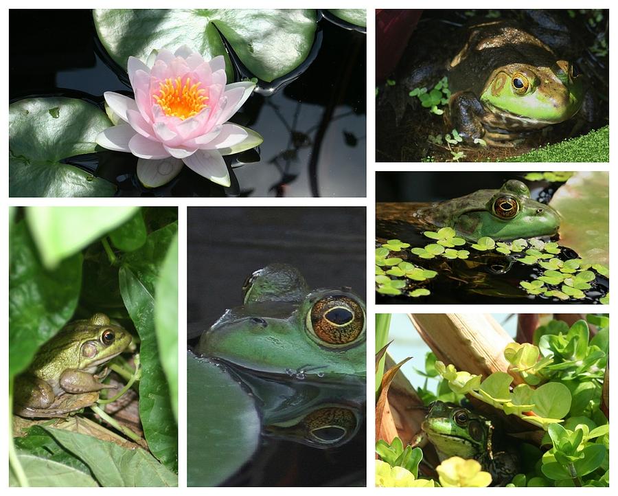 Frog Photograph - Family Of Frogs Collage by Barbara S Nickerson