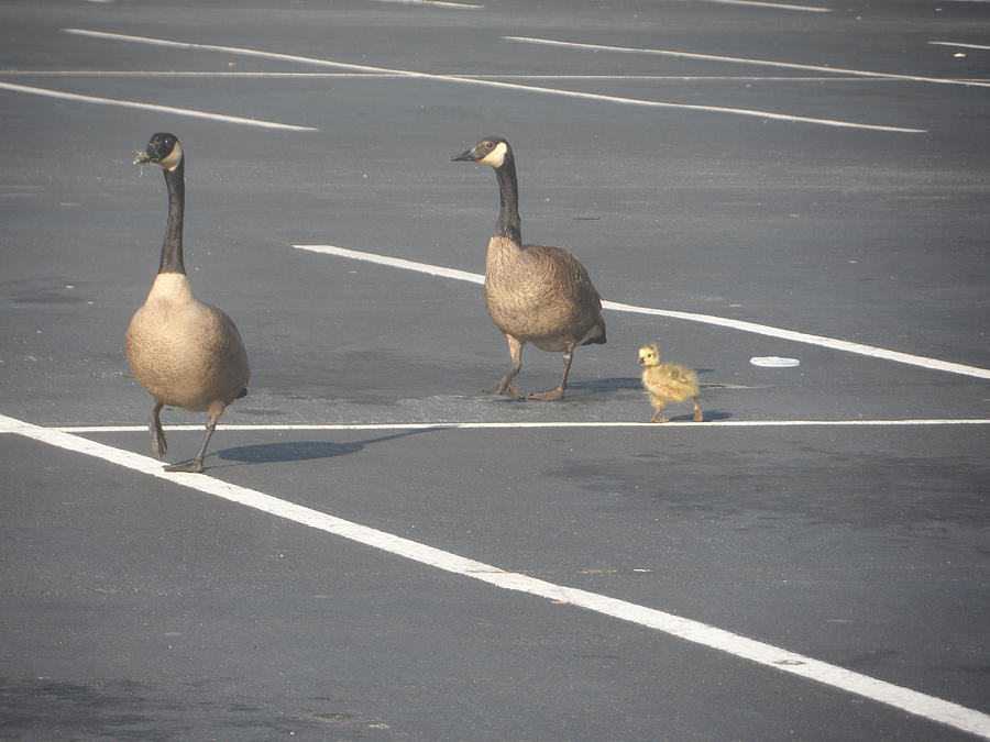 Family of Geese Photograph by James Potts - Fine Art America