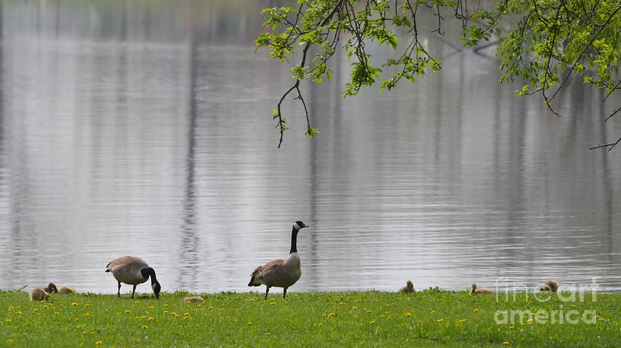 Family of Geese Photograph by Lila Fisher-Wenzel