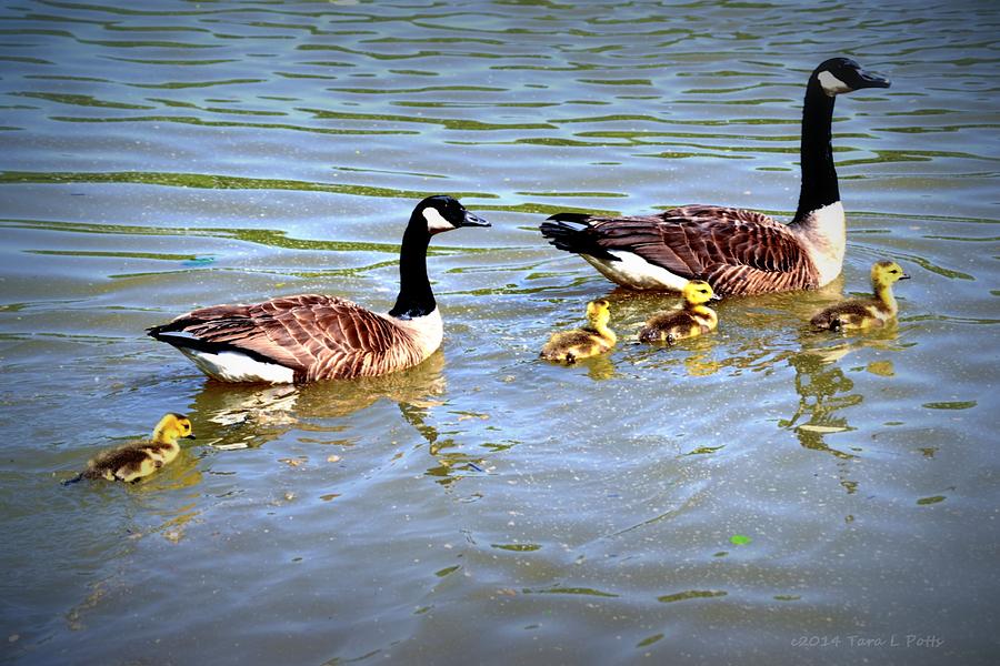 Geese Photograph - Family of Geese out for a Swim by Tara Potts