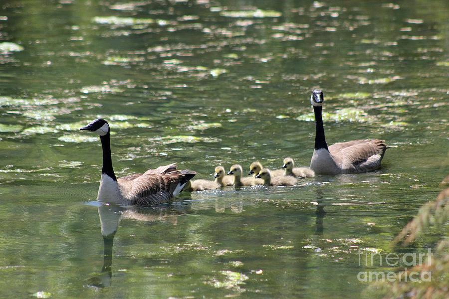 Geese Photograph - Family of Geese by Stephanie Hanson