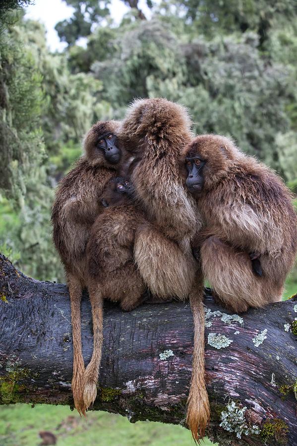 Nature Photograph - Family Of Gelada Baboons Huddled Together by Peter J. Raymond