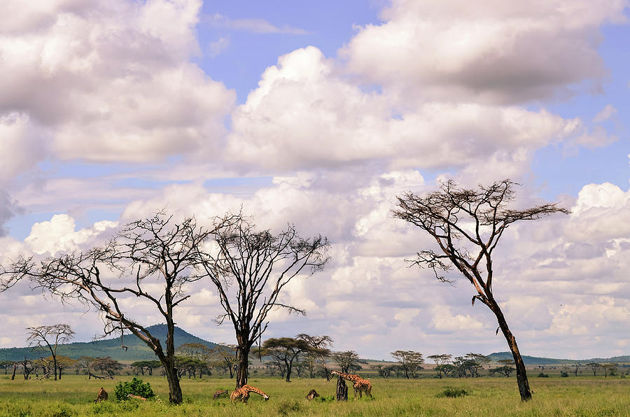 Family Of Giraffes On The Serengeti Photograph by Volanthevist