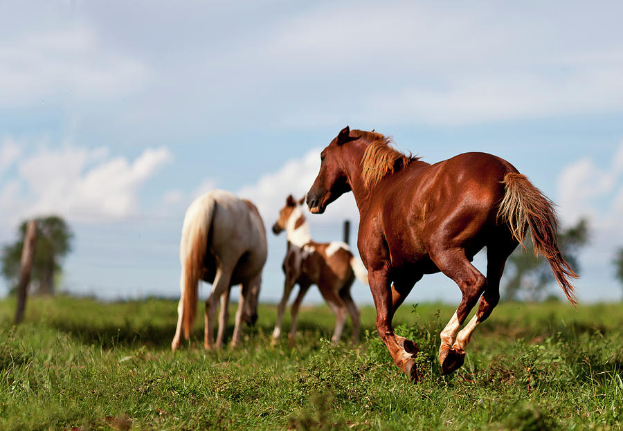 Family Of Horses Photograph by E.hanazaki Photography