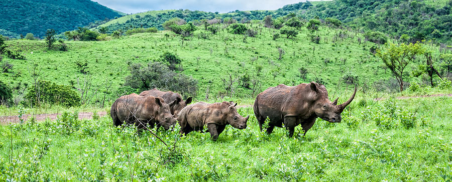  Rhino Family Photograph by Maria Coulson