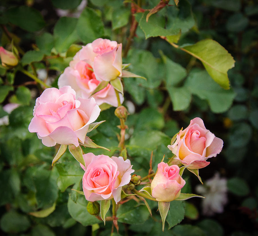 Family of Roses Photograph by Roxy Hurtubise