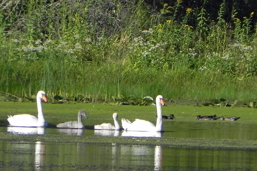 Family of Swans Photograph by Christine Lathrop