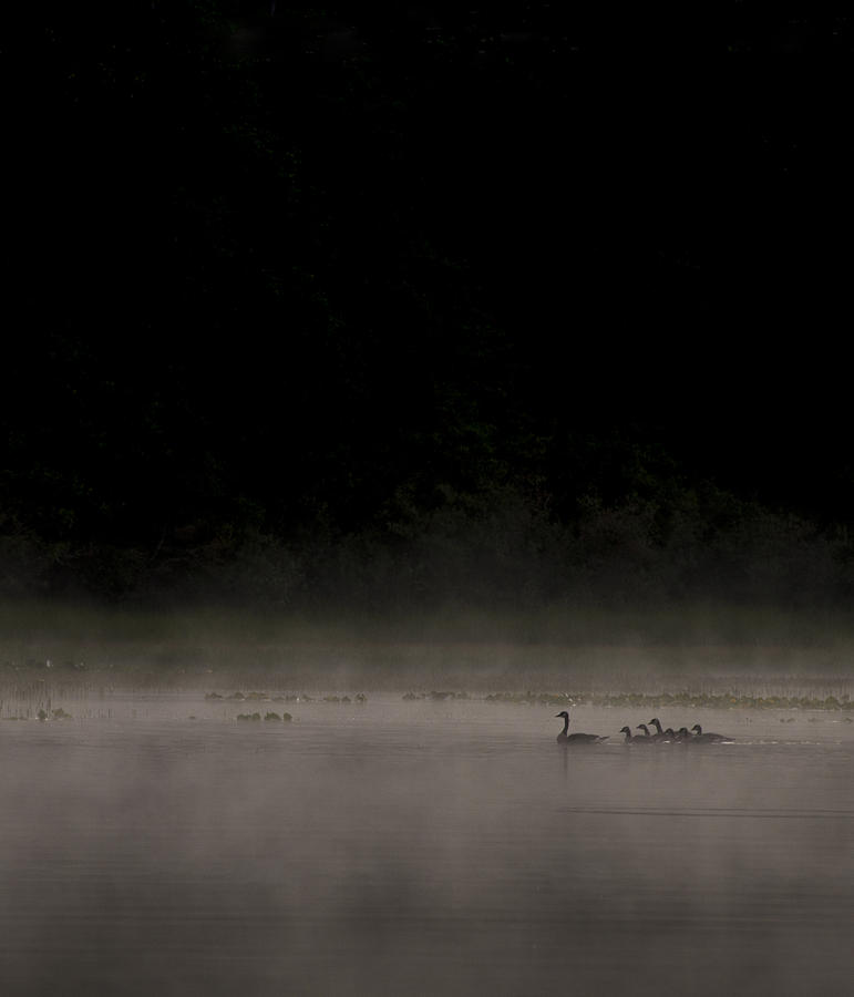 Duck Photograph - Family on the Lake by Aaron Bedell