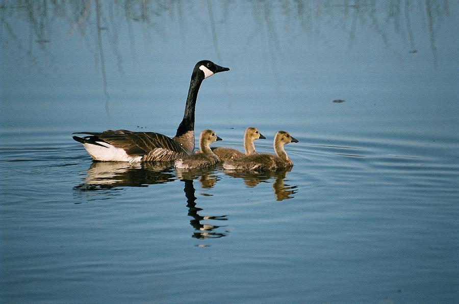 Family Outing Photograph by David Porteus
