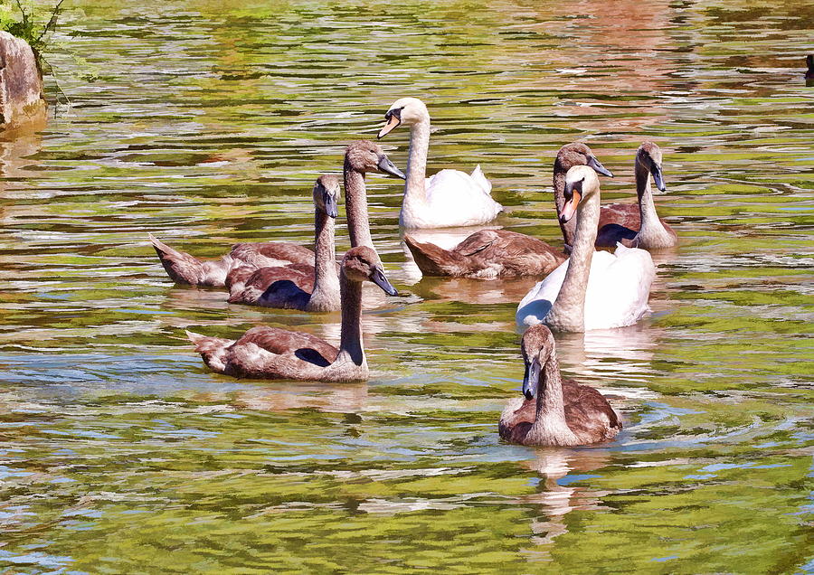 Swan Photograph - Family Outing by Paul Gulliver