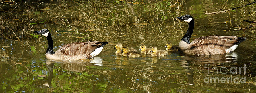 Family Outing Photograph by Vivian Christopher
