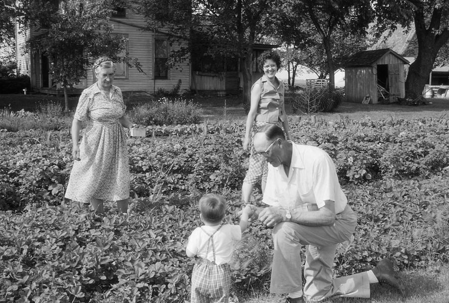 Family Picking Strawberries 1960, Retro Photograph by NNehring