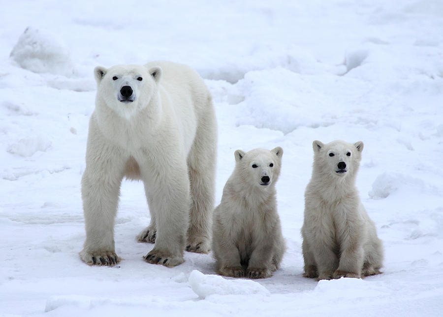 Polar Bear Photograph - Family Portrait #1 by Carole-Anne Fooks