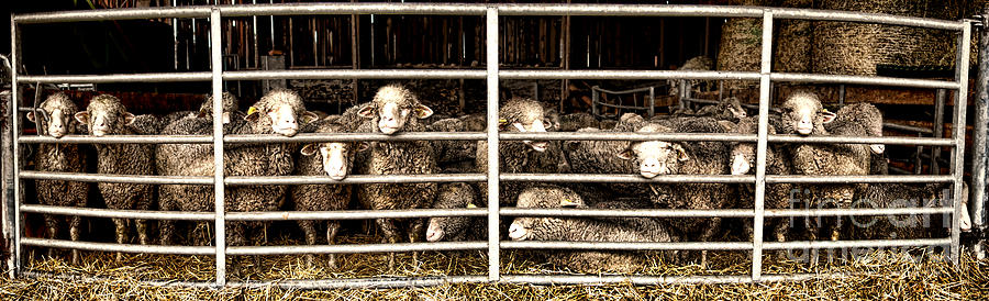 Sheep Photograph - Family Portrait Behind Bars by Olivier Le Queinec