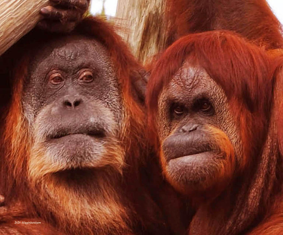 Orangutan Photograph - Family Portrait by DiDi Higginbotham